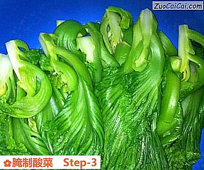腌制酸菜做法第三步骤