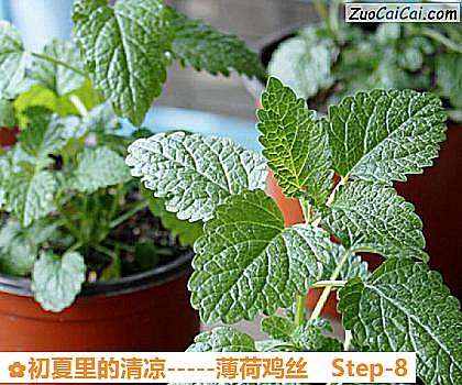 -薄荷鸡丝做法第八步骤