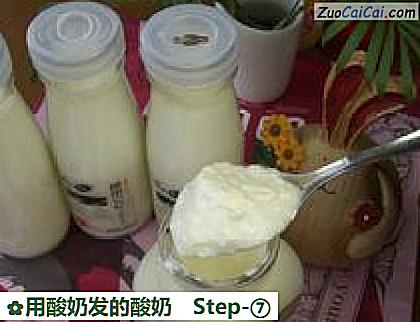 用酸奶发的酸奶做法第七步骤