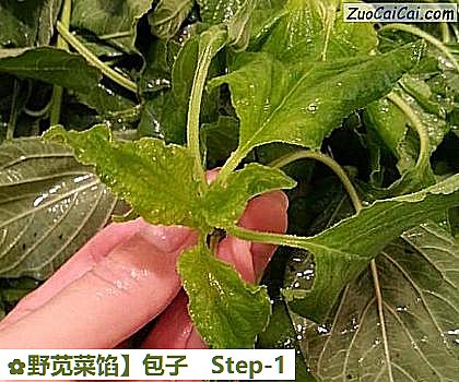 野苋菜馅做法第一步骤