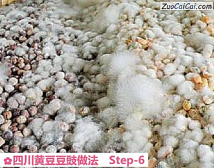 四川黄豆豆豉做法做法第六步骤