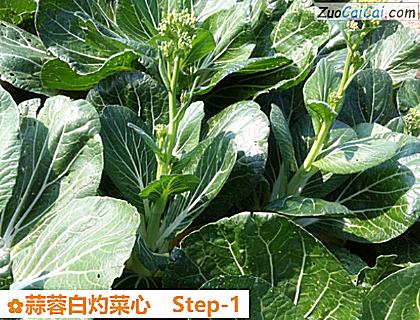 蒜蓉白灼菜心做法第一步骤