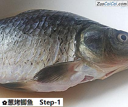 葱烤鲫鱼做法第一步骤