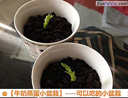 牛奶蒸蛋小盆栽做法第九步骤