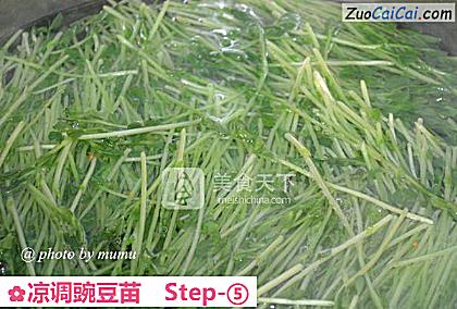 凉调豌豆苗做法第五步骤