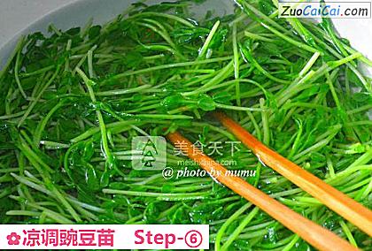 凉调豌豆苗做法第六步骤