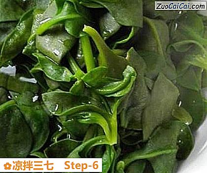 凉拌三七做法第六步骤