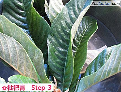 枇杷膏做法第三步骤