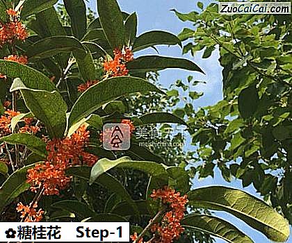 糖桂花做法第一步骤