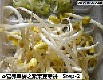 营养早餐之紫菜豆芽饼做法第二步骤