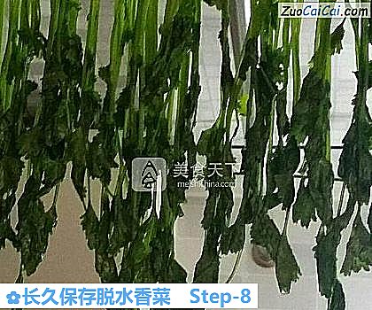 长久保存脱水香菜做法第八步骤