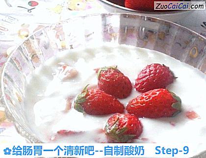 自制酸奶做法第九步骤