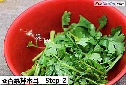 香菜拌木耳做法第二步骤