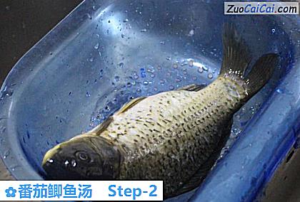 番茄鲫鱼汤做法第二步骤