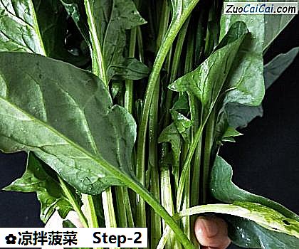 凉拌菠菜做法第二步骤