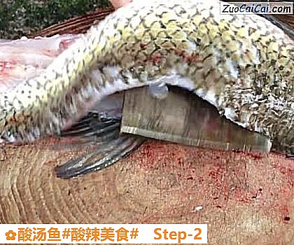 酸汤鱼做法第二步骤