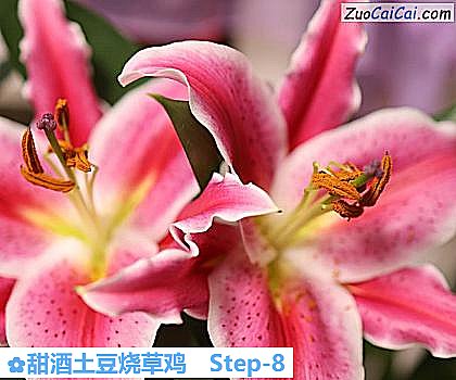 甜酒土豆烧草鸡做法第八步骤