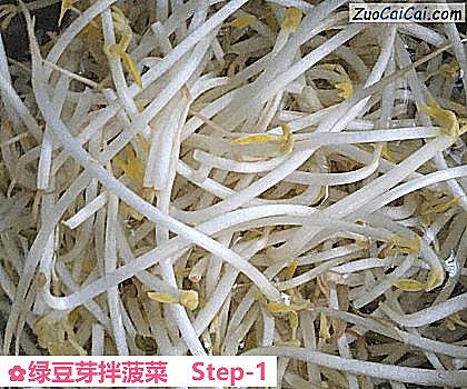 绿豆芽拌菠菜做法第一步骤