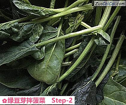 绿豆芽拌菠菜做法第二步骤