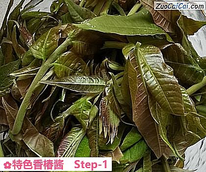 特色香椿酱做法第一步骤