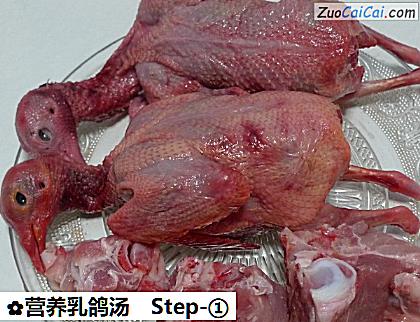 营养乳鸽汤做法第一步骤
