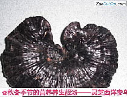 灵芝西洋参乌鸡汤做法第一步骤