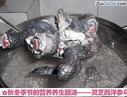 灵芝西洋参乌鸡汤做法第四步骤