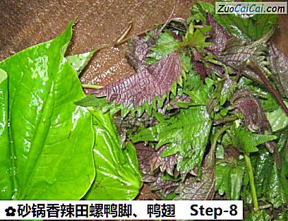 砂锅香辣田螺鸭脚、鸭翅做法第八步骤