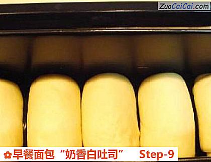 早餐面包“奶香白吐司”做法第九步骤
