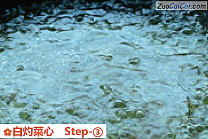 白灼菜心做法第三步骤