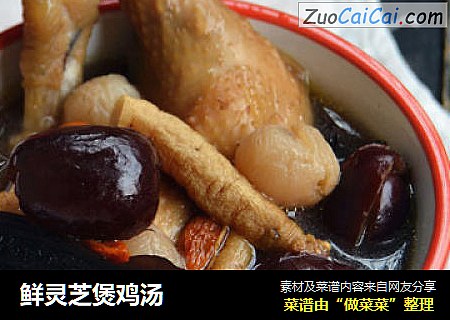 鲜灵芝煲鸡汤