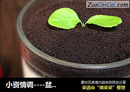小资情调----盆栽酸奶