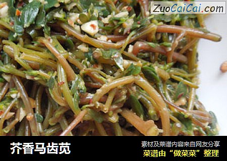 芥香马齿苋