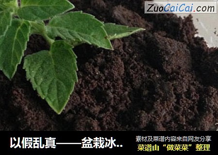 以假乱真——盆栽冰淇淋