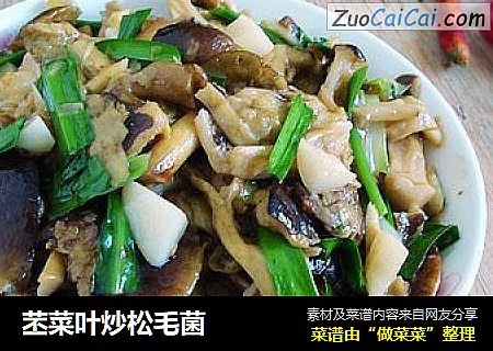 苤菜叶炒松毛菌