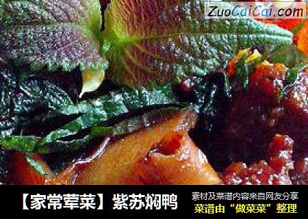 【家常荤菜】紫苏焖鸭