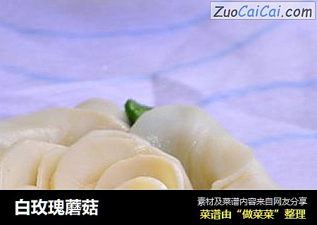 白玫瑰蘑菇