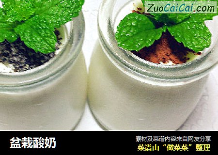 盆栽酸奶
