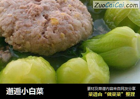 邂逅小白菜