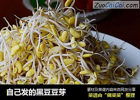 自己发的黑豆豆芽
