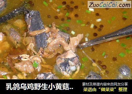 乳鸽乌鸡野生小黄菇煲汤