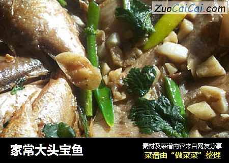 家常大头宝鱼