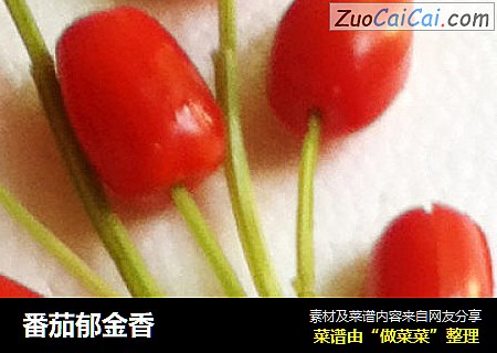 番茄郁金香