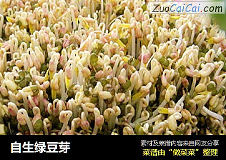 自生绿豆芽