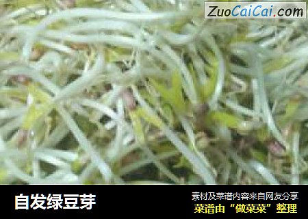 自发绿豆芽
