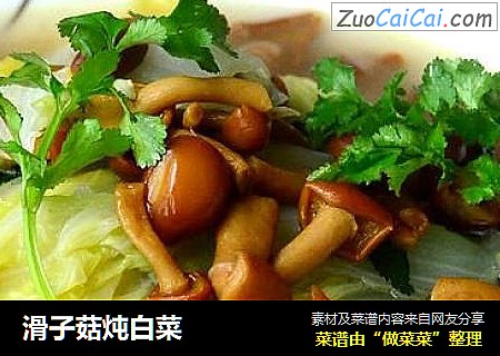 滑子菇炖白菜