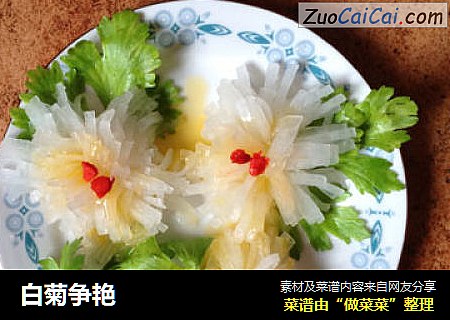 白菊争艳