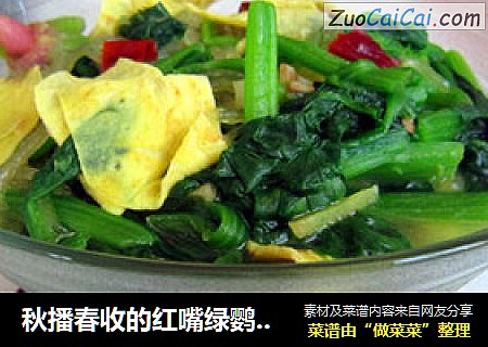 秋播春收的红嘴绿鹦哥---炖菠菜