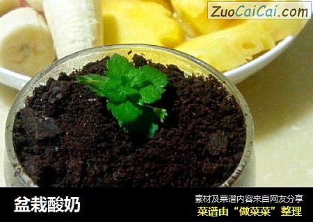 盆栽酸奶