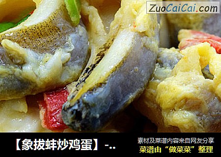 【象拔蚌炒鸡蛋】---鲜美爽脆象拔蚌最家常做法